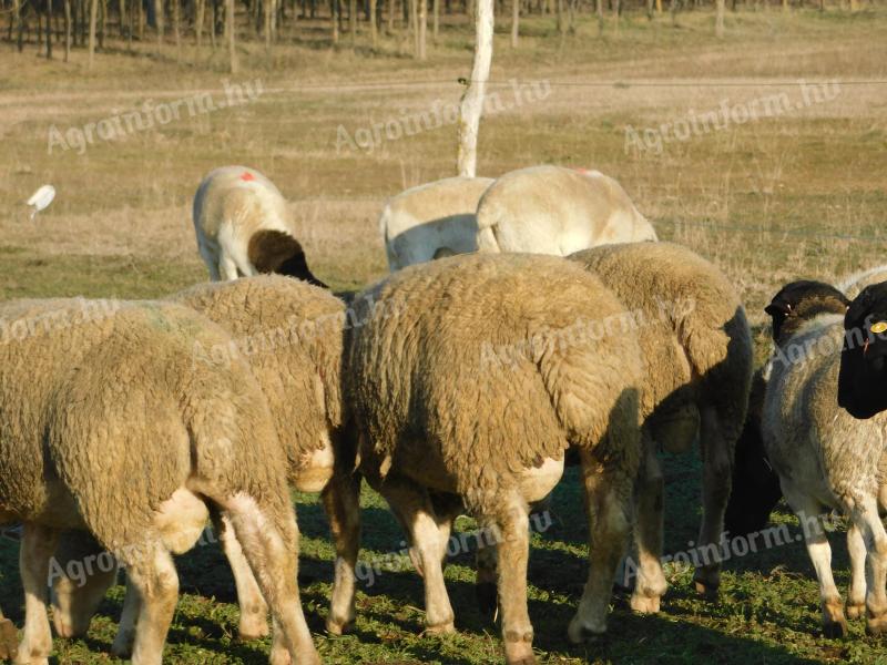 Berrichon pedigree rams - pedigree