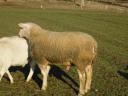 Berrichon pedigree rams - pedigree