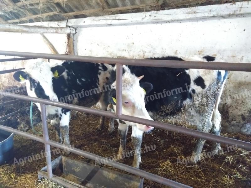 Holstein heifers for sale