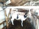 Holstein heifers for sale