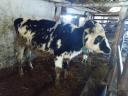 Holstein heifers for sale