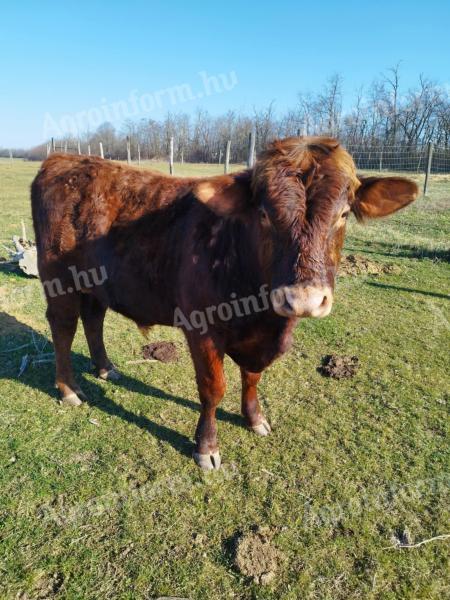 Angus fattening bull for sale