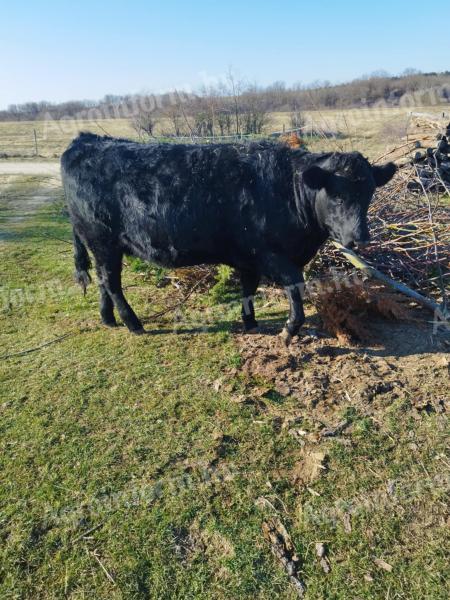 Jałówka Black Angus na sprzedaż