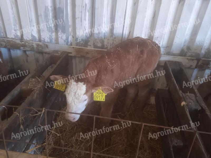 16 bull calves for sale