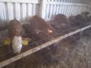 16 bull calves for sale