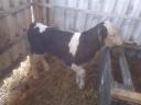 16 bull calves for sale