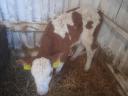 16 bull calves for sale