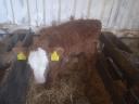 16 bull calves for sale