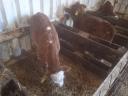 16 bull calves for sale