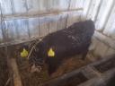 16 bull calves for sale