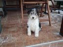 Wirehaired fox terriers