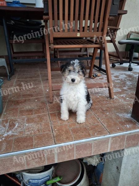 Wirehaired fox terriers