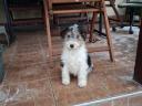 Wirehaired fox terriers