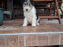 Wirehaired fox terriers