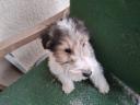 Wirehaired fox terriers