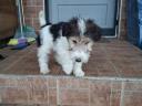 Wirehaired fox terriers