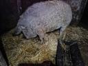 Mangalica-Weibchenmast