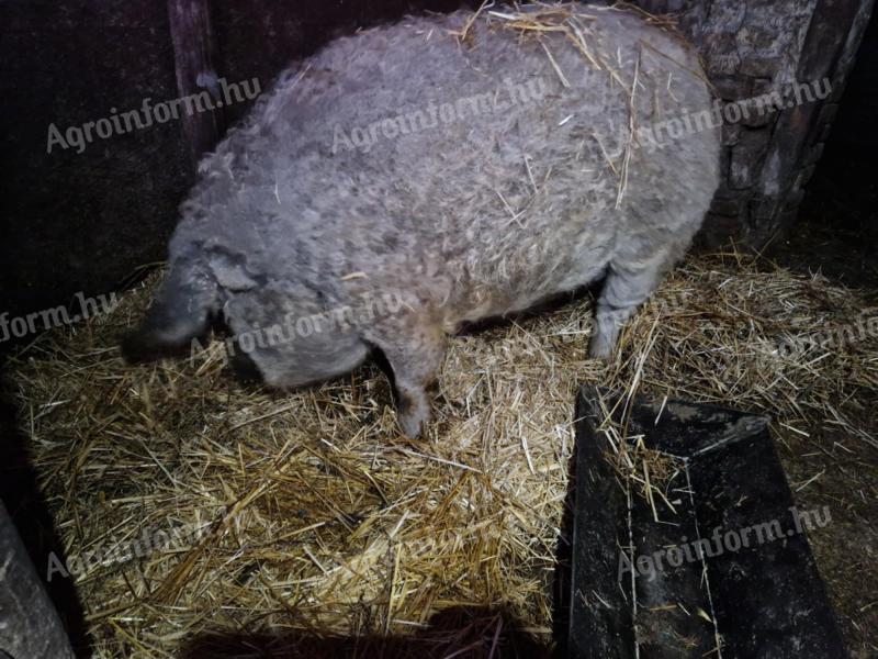 Mangalica ženski tov