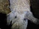 Mangalica-Weibchenmast