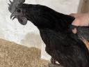 Kohúti Ayam Cemani