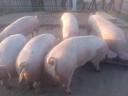 Fattening pigs for sale