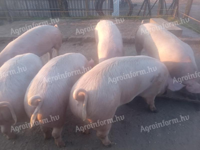 Fattening pigs for sale