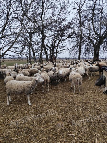 155 březích bahnic a 3 berani na prodej