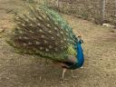 Peacocks for sale or exchange for livestock or crops