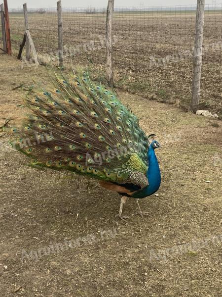 Păuni pentru vânzare sau schimb cu animale sau culturi