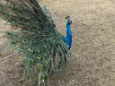 Peacocks for sale or exchange for livestock or crops