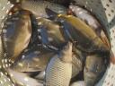 Somverbau Ltd. 2-year-old carp for sale