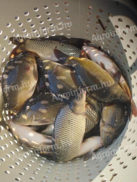 Somverbau Ltd. 2-year-old carp for sale