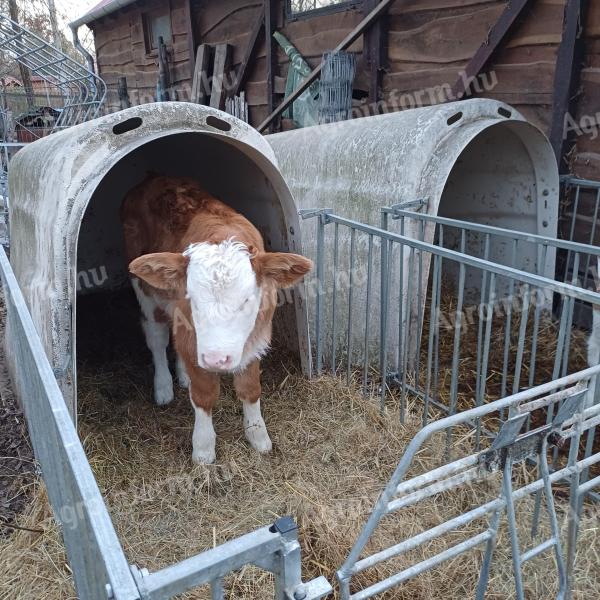 Ungarisch gefärbte Kälber zu verkaufen