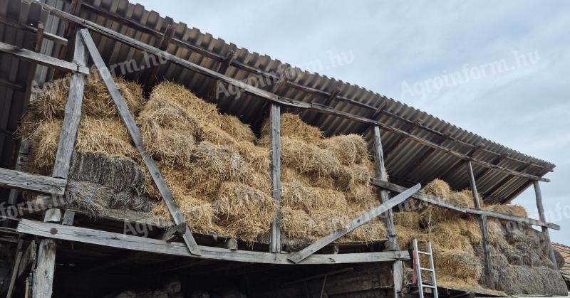 Last year's wheat small grain straw