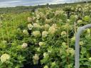 tisa, laur, barberry coral, cypress leyland, hortensie, thuja smarald