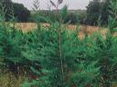 tisa, laur, barberry coral, cypress leyland, hortensie, thuja smarald