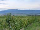 Vineyards for sale in the wine region of Eger