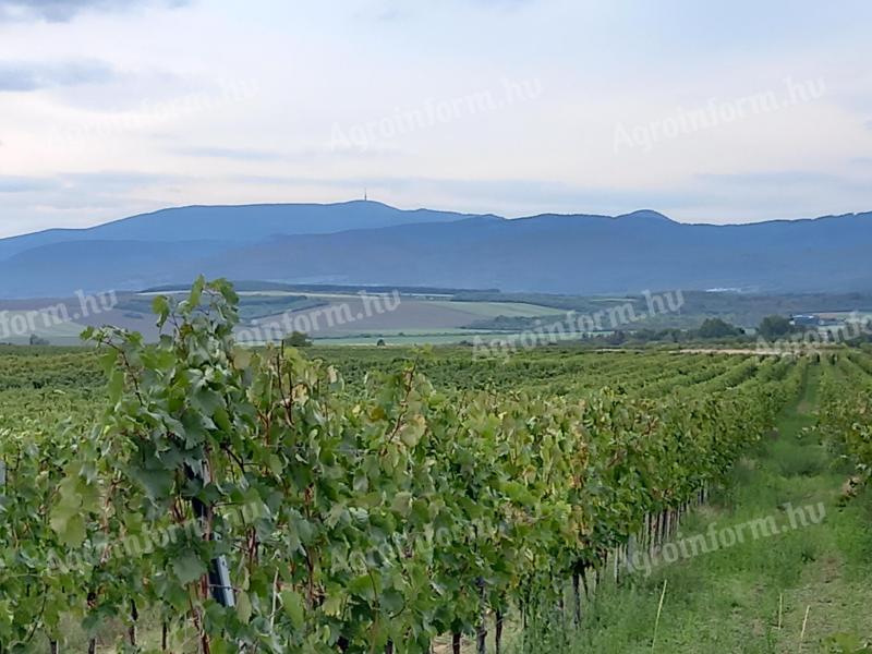 Vineyards for sale in the wine region of Eger