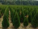 Peaberry, coral barberry, leyland cypress, yew, hydrangea, emerald thuja for sale from producer