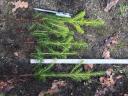 Pine and ornamental plant propagating material seedling: Nordmann Silver Luc