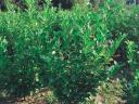 Laurel, yew, coral barberry, Leylandii cypress, emerald thuja, hydrangea for sale from producer