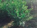 Laurel, yew, coral barberry, Leylandii cypress, emerald thuja, hydrangea for sale from producer