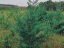 Laurel, yew, coral barberry, Leylandii cypress, emerald thuja, hydrangea for sale from producer