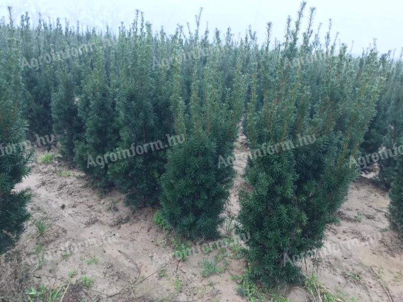 Lorbeer, Eibe, Korallen-Eberesche, Leyland-Zypresse, Smaragd-Thuja, Hortensie vom Erzeuger