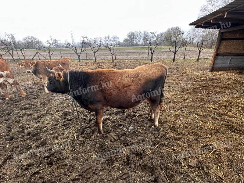 Jersey bika és üsző eladó