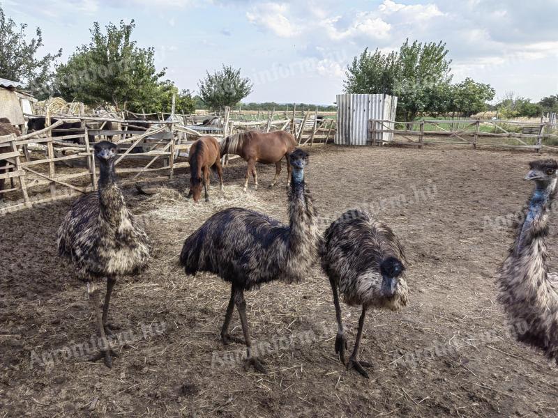 7 Emu-Eier zu verkaufen