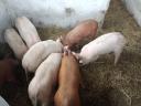 Piglets for sale 30-35 kg