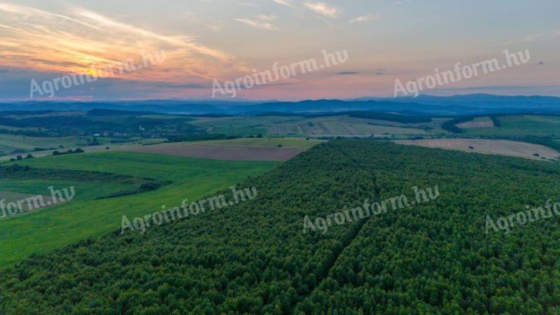 V majhni vasi Abod, 40 km od Miskolca, 72 ha 27-letnega hrastovega gozda NA PRODAJO