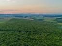 În micul sat Abod, la 40 km de Miskolc, 72 ha de pădure de stejar de 27 de ani DE VÂNZARE