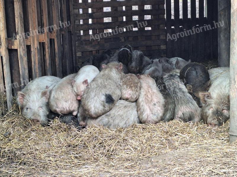 Budapest. Nicht weit von 18, Schweine aller Größen zu verkaufen